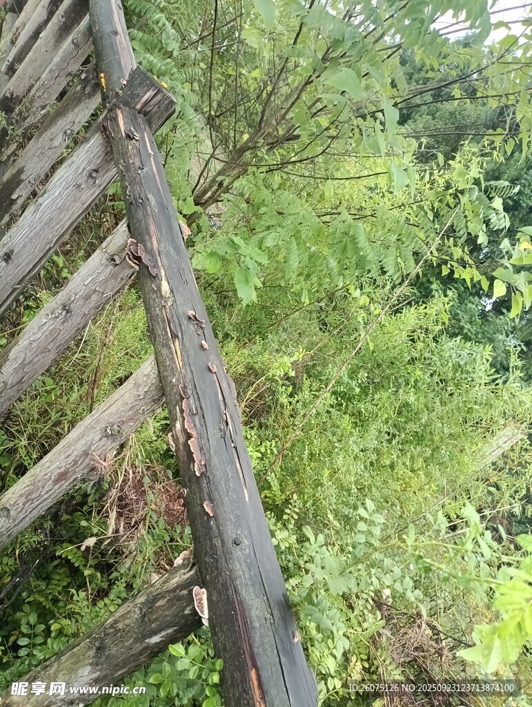 老旧木梯立于葱郁林间
