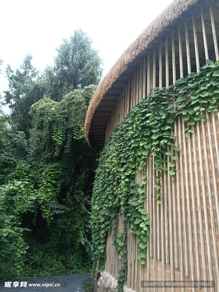 藤曼缠绕的木质建筑一角