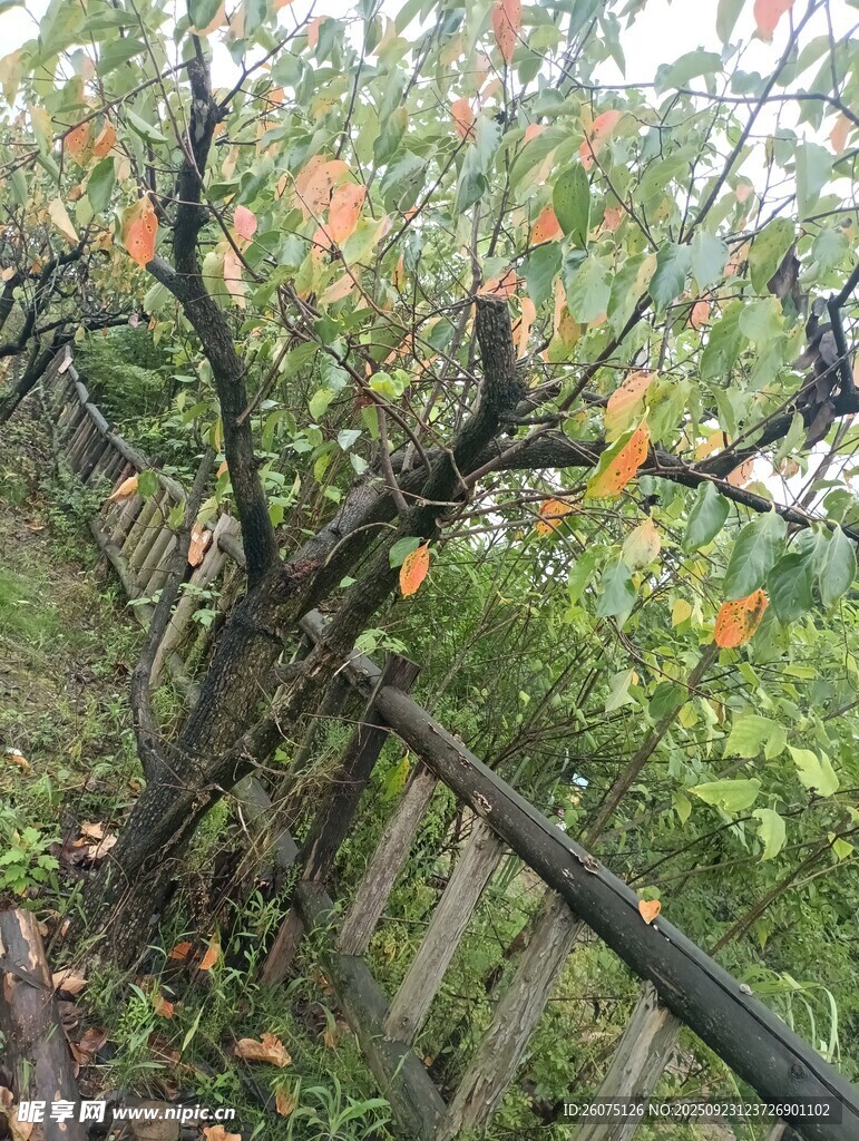 秋日栅栏旁的硕果累累树