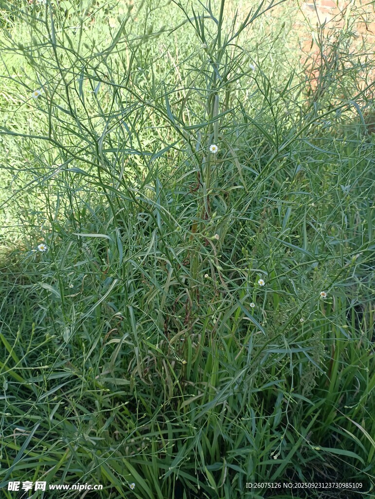 阳光下的繁茂绿植