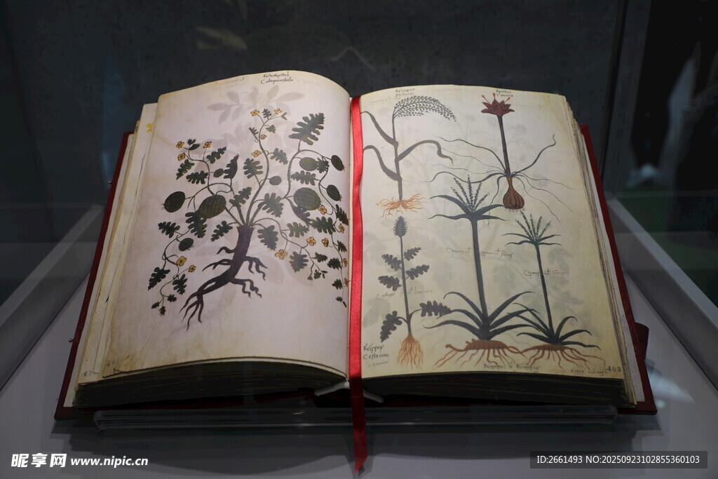古画册中的植物图案展示