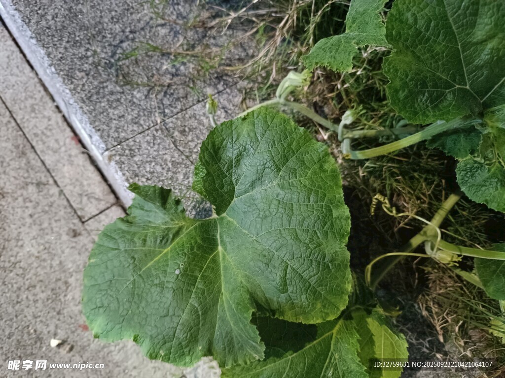 路边生长的大片绿色瓜叶