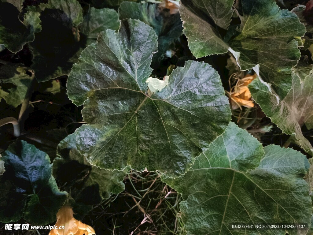 翠绿瓜叶与娇嫩黄花