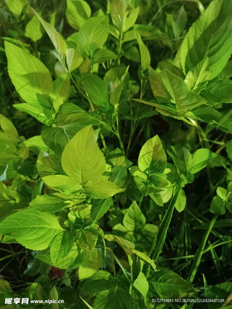 翠绿清新的植物叶片