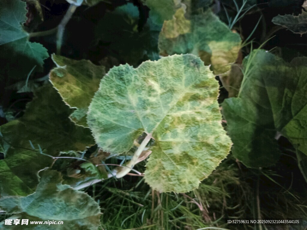 患病的绿色植物叶片