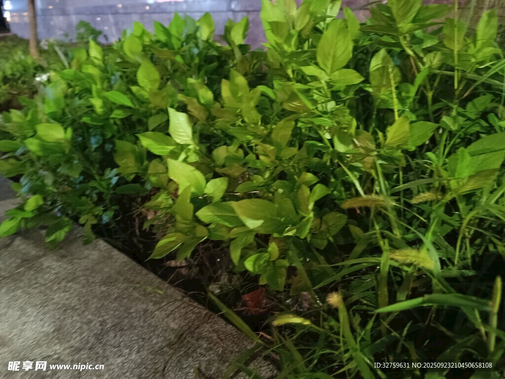 庭院边的翠绿植物景观