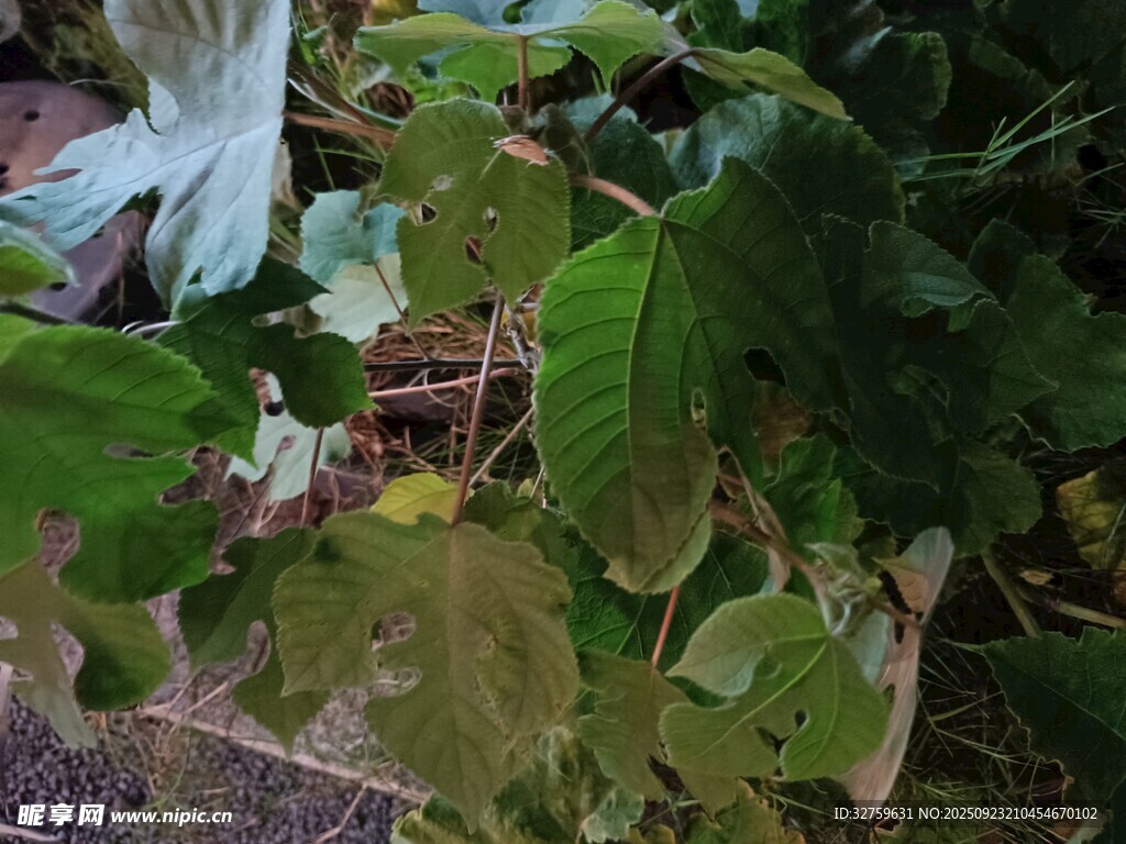 绿叶植物特写