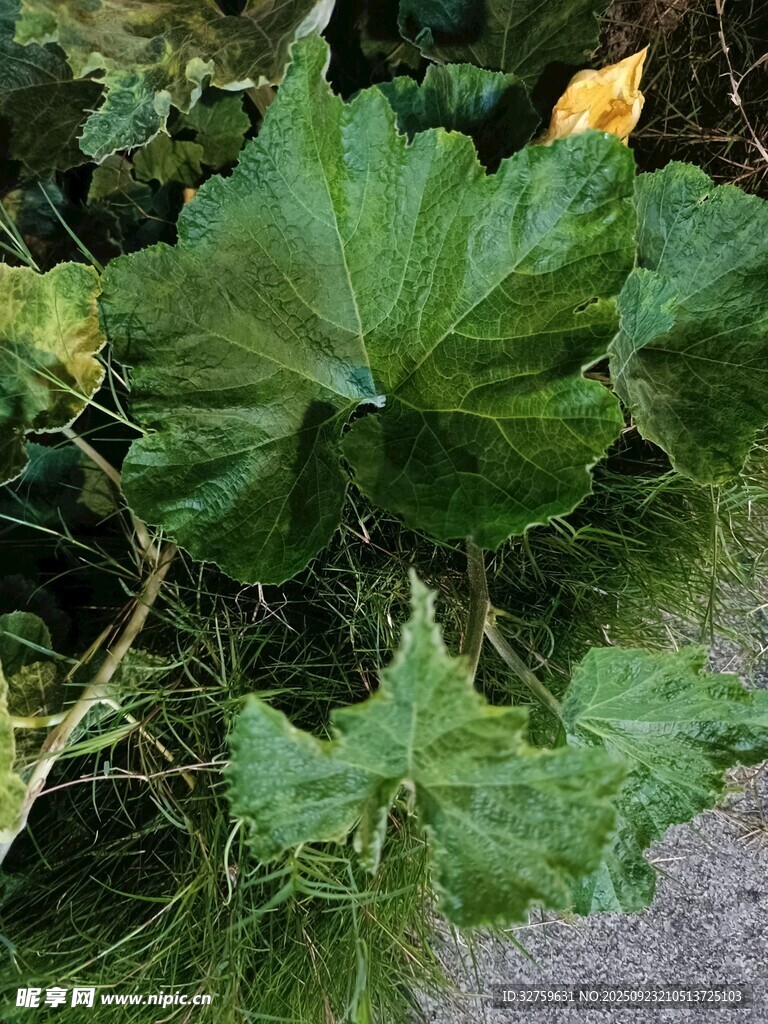 绿叶繁茂的南瓜植株
