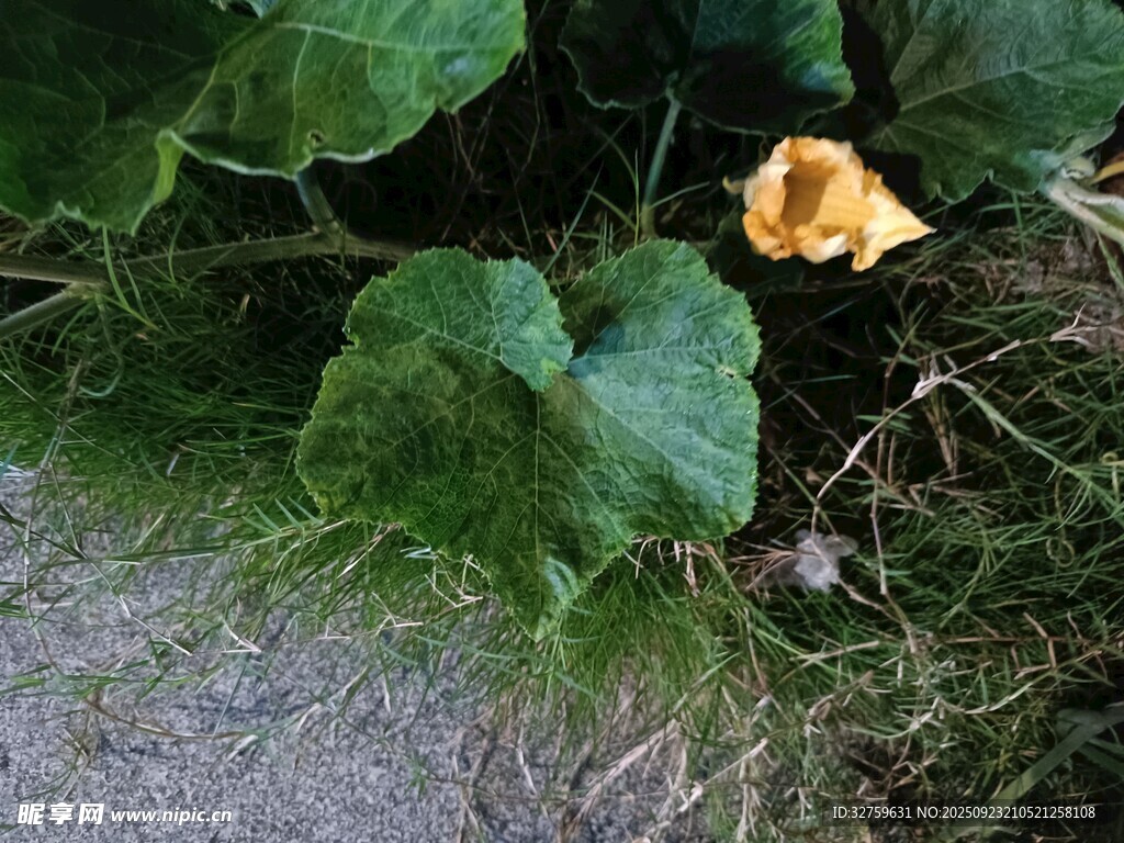 南瓜花绽放于绿叶间