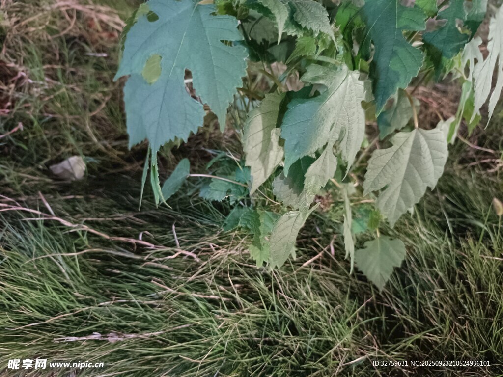 绿叶丛中的植物景象