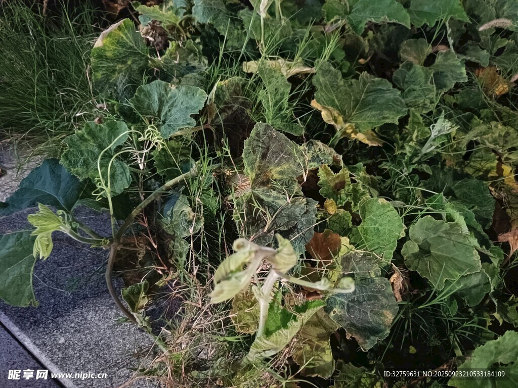 生长中的绿色植物