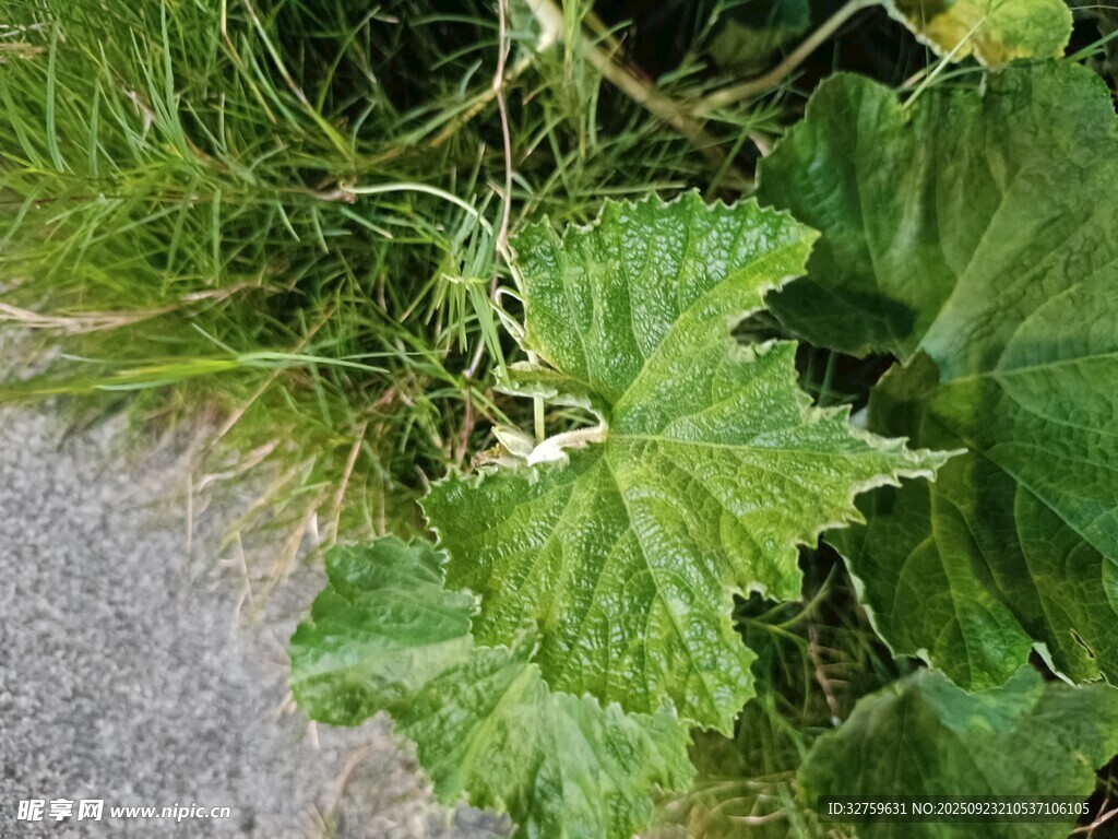 路边生长的大叶片植物
