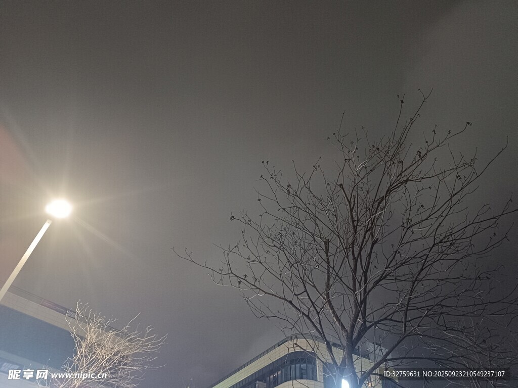 雾夜路灯下的光秃树木