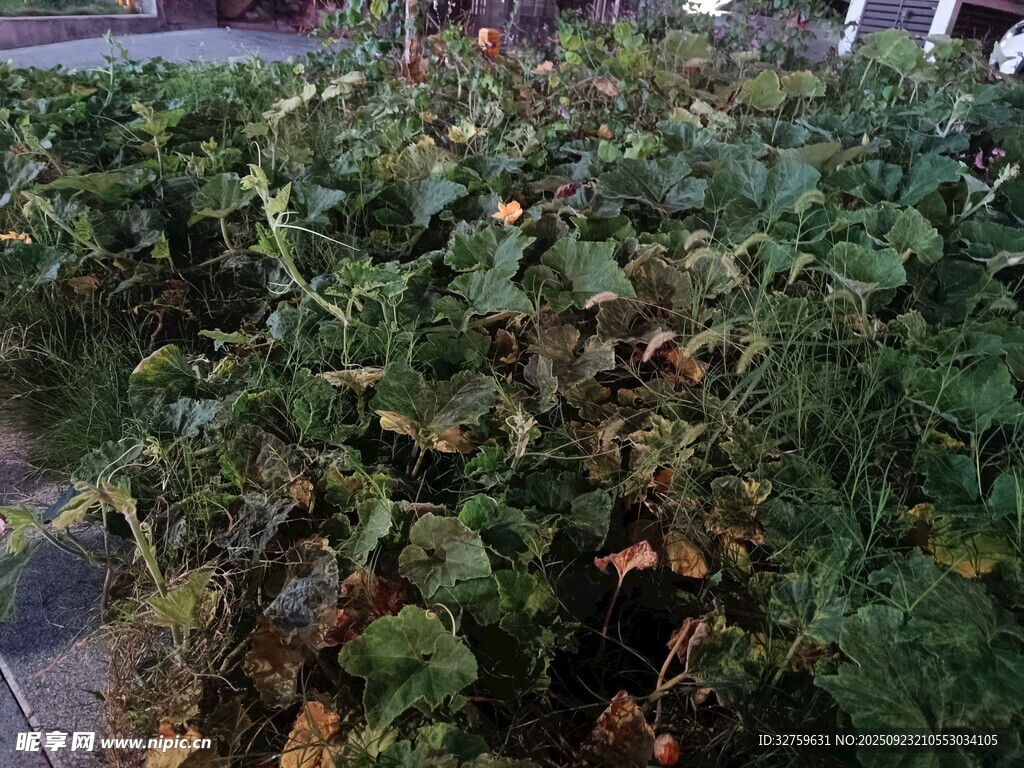 繁茂绿植景观