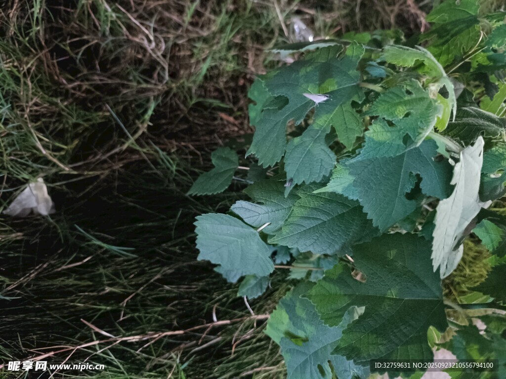 绿叶植物藏身草丛中