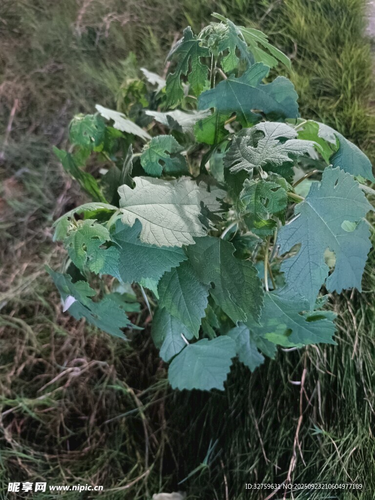 绿叶繁茂的地面植物