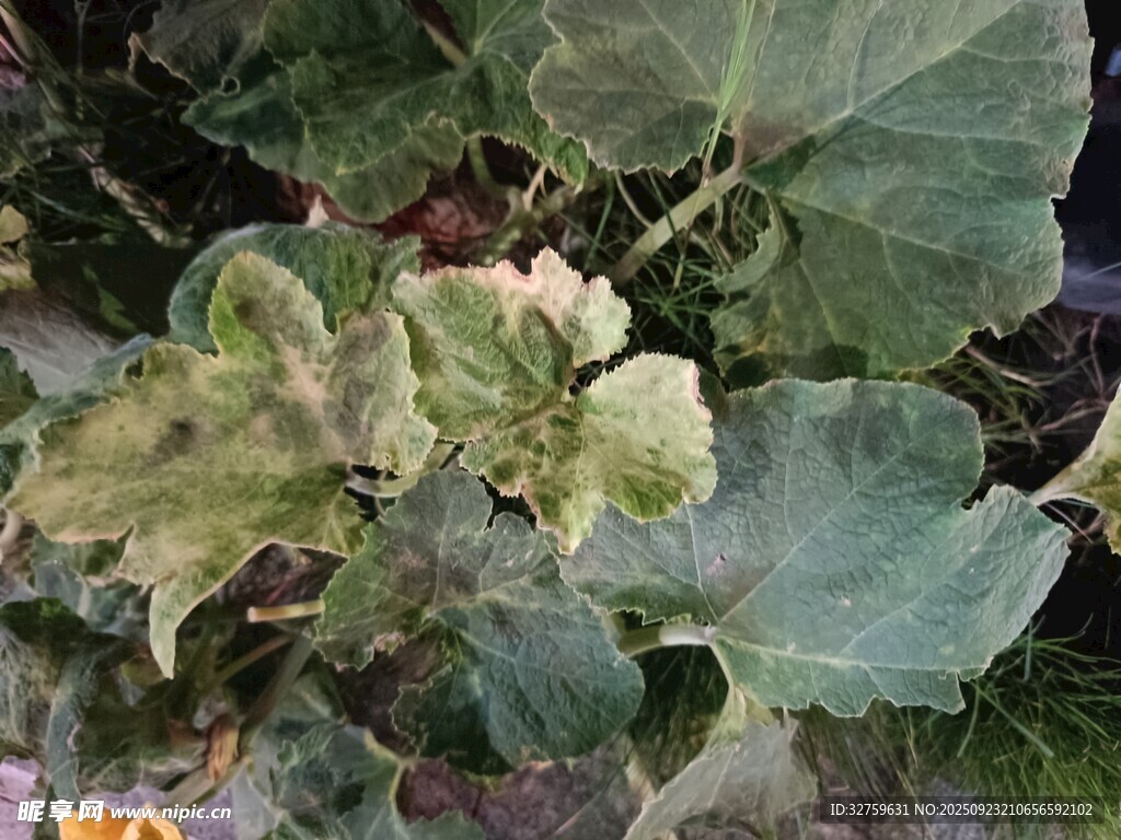 叶片泛黄的植物植株