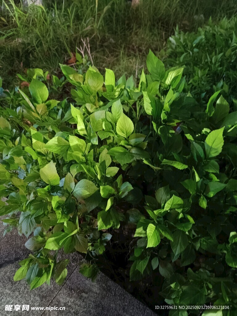 翠绿繁茂的灌木丛