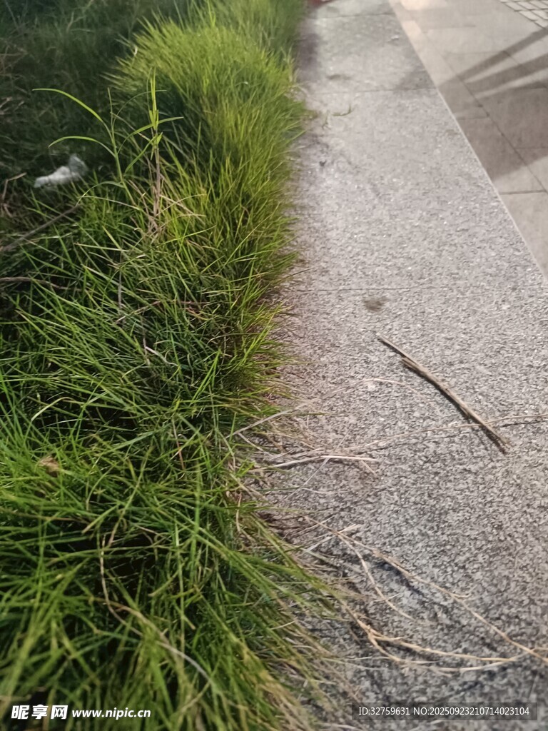 路边蓬勃生长的绿色野草