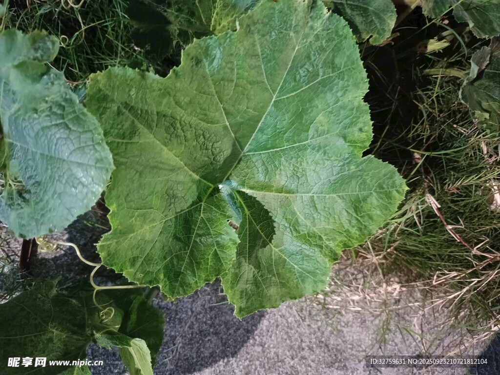 大叶片的绿色植物