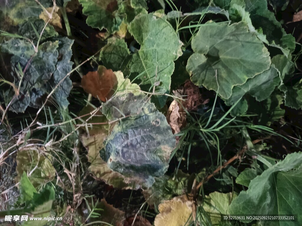 地面上的多彩植物叶片