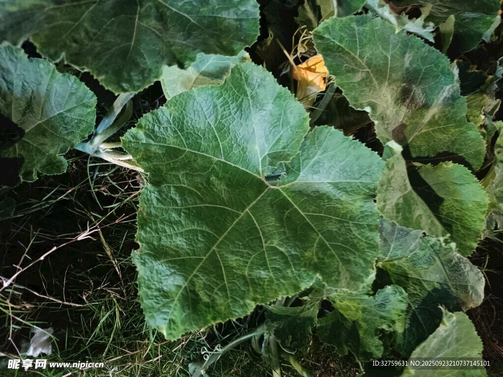 翠绿南瓜叶特写