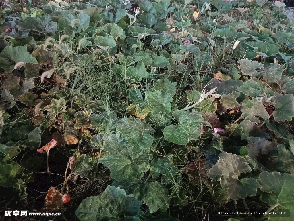 繁茂的绿色植物与红果