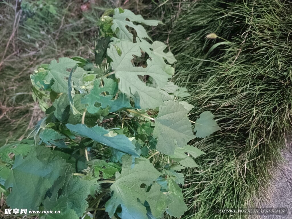 路边生长的绿色植物