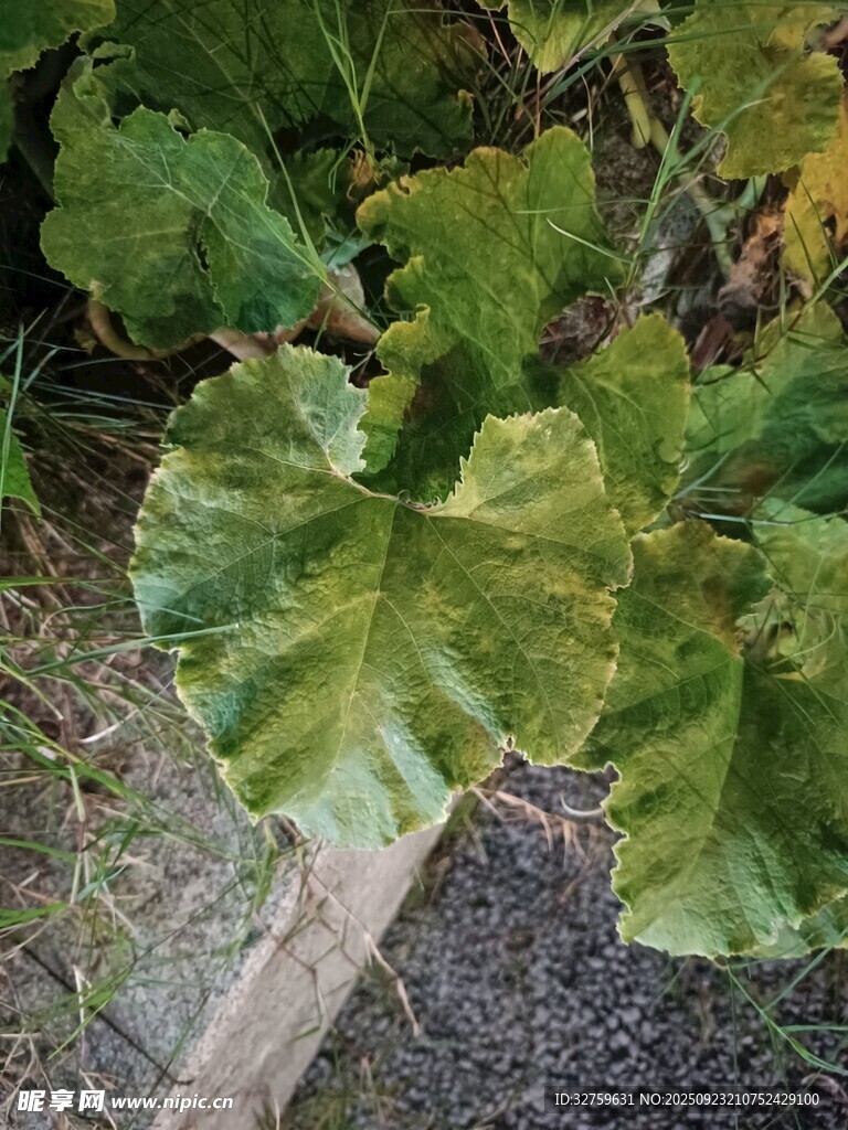 大叶片植物特写