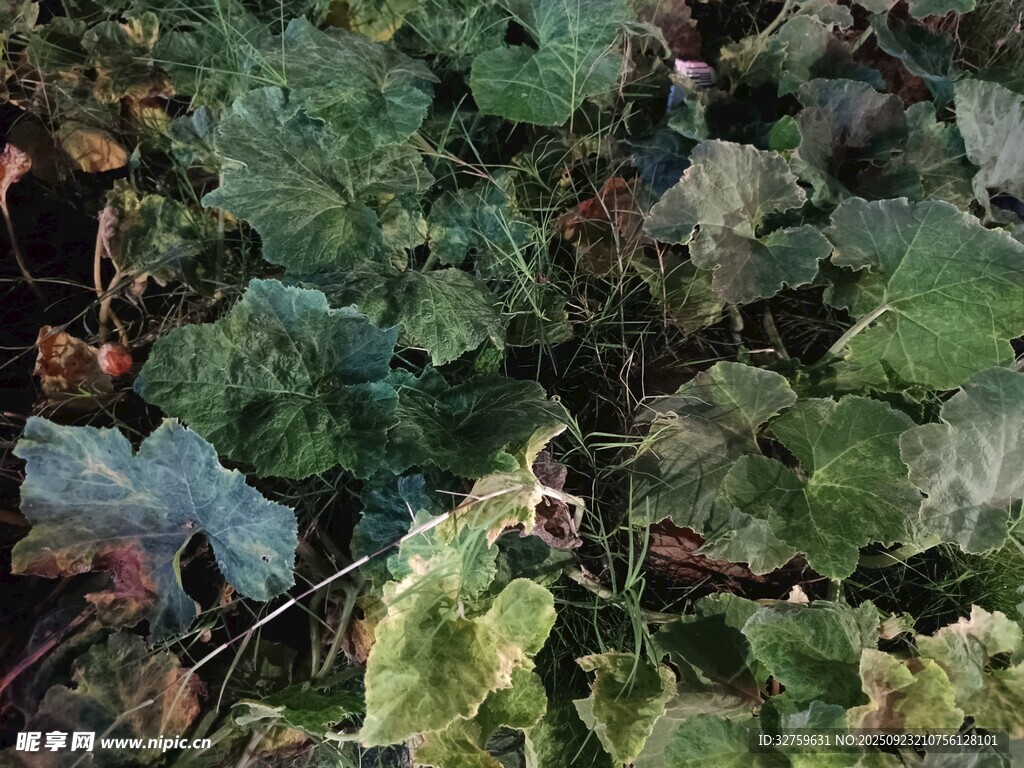 丛林中的迷彩伪装身影