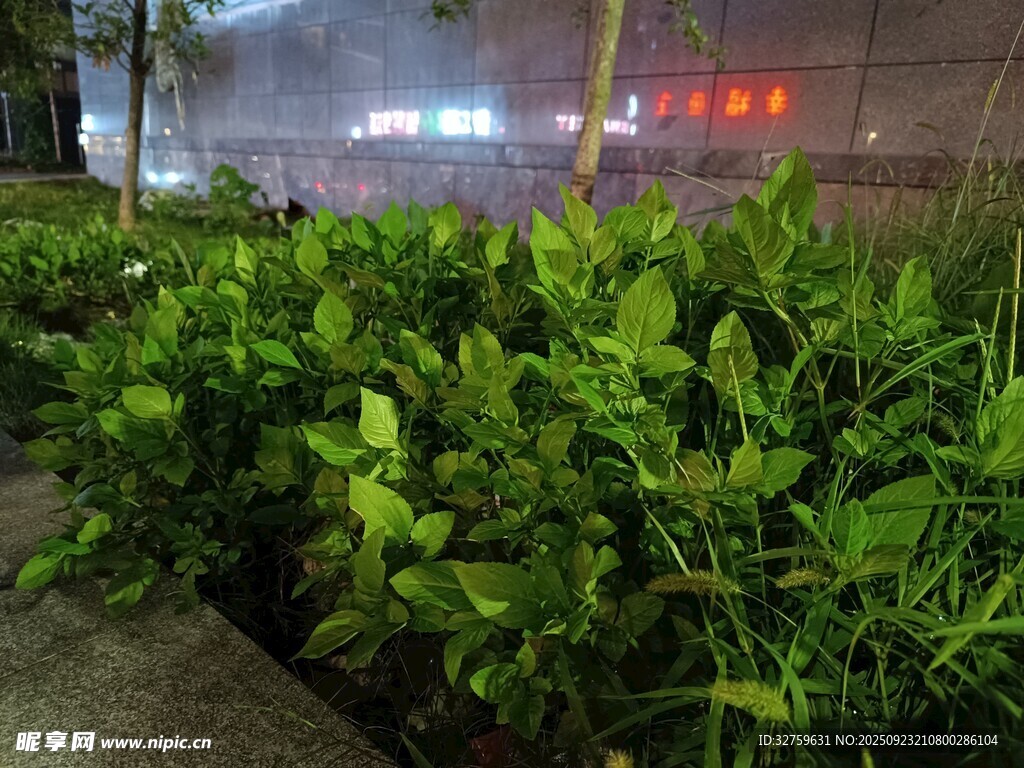 夜晚路边的葱郁绿植