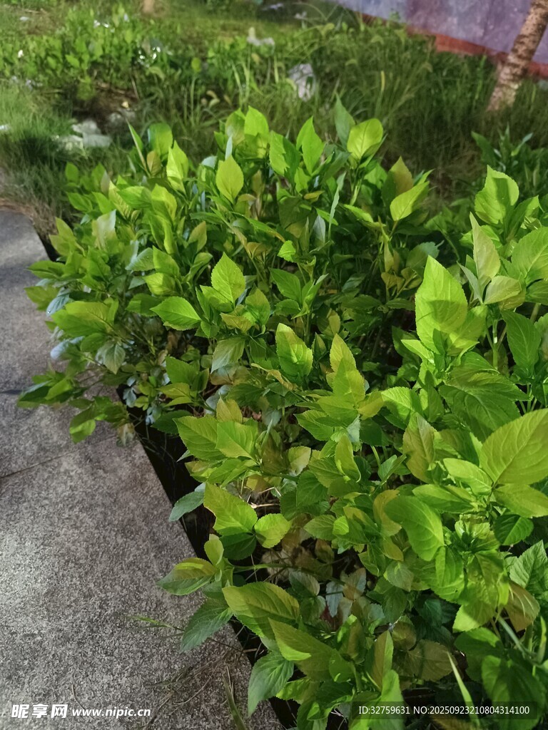 绿叶盆栽植物展示