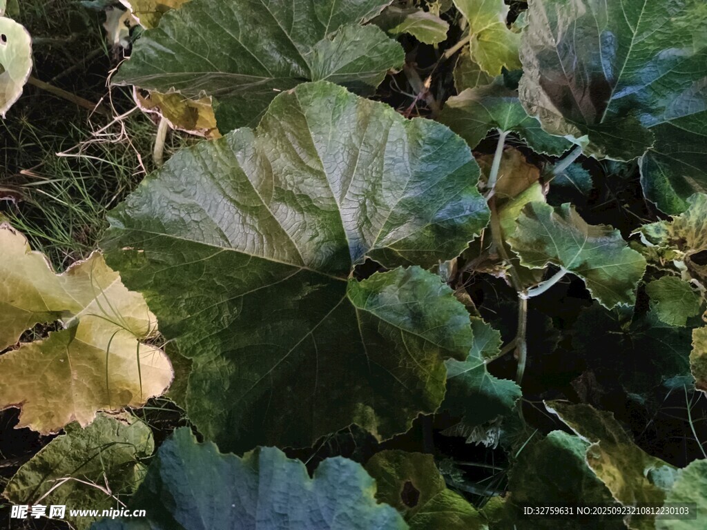 翠绿繁茂的瓜类植物叶片