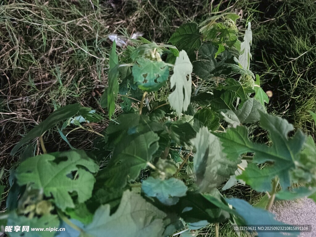 绿叶繁茂的植物景观
