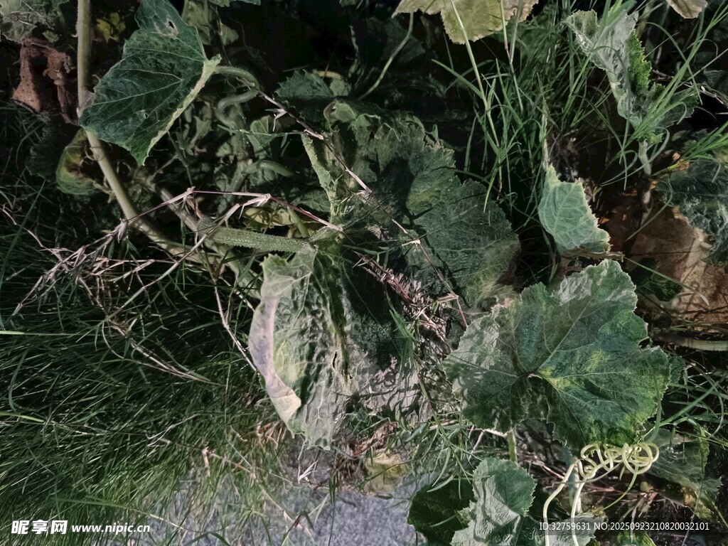 草丛中的隐蔽景象