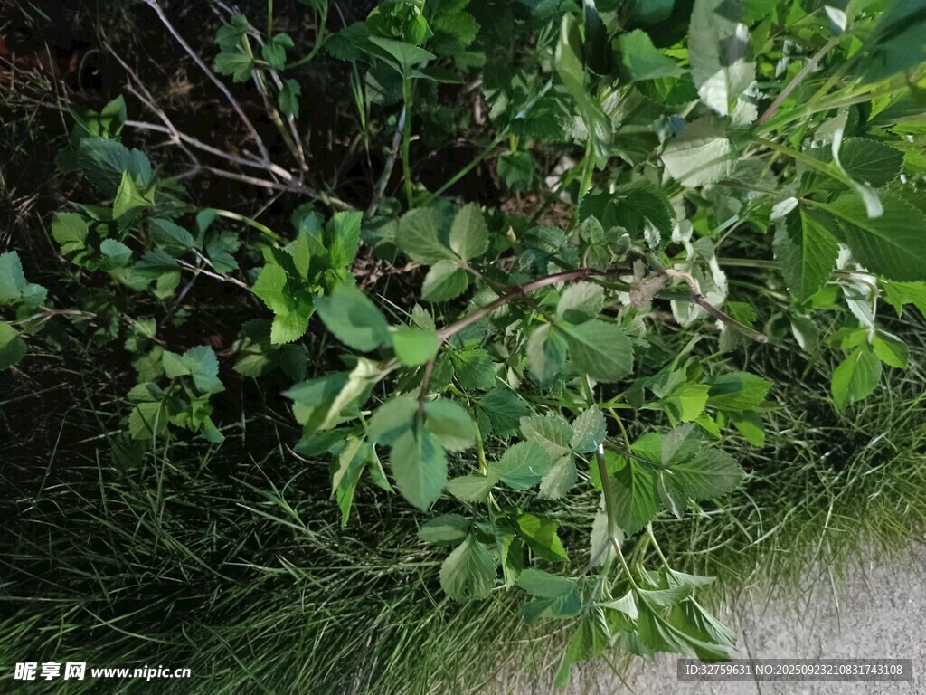 路边茂盛的绿色植物