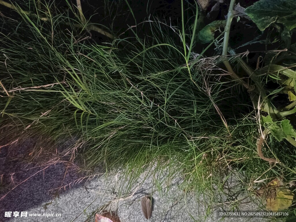 路边草丛中的小动物