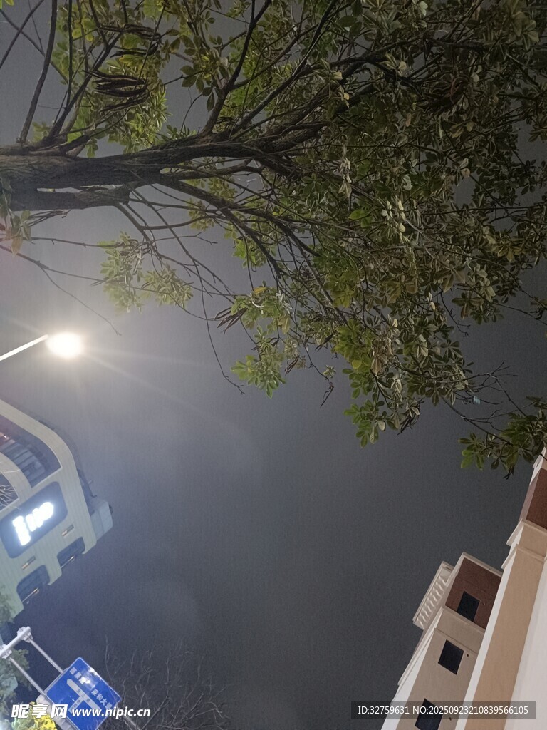 夜晚树下的城市灯光景象