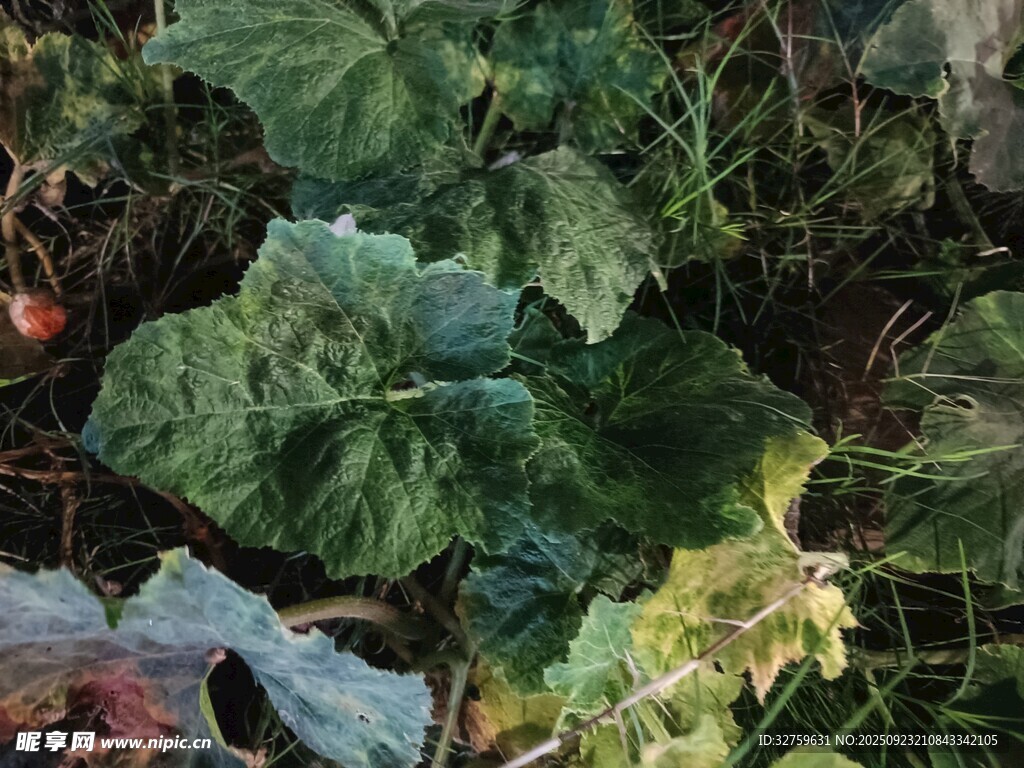 绿叶繁茂的田园植物景象