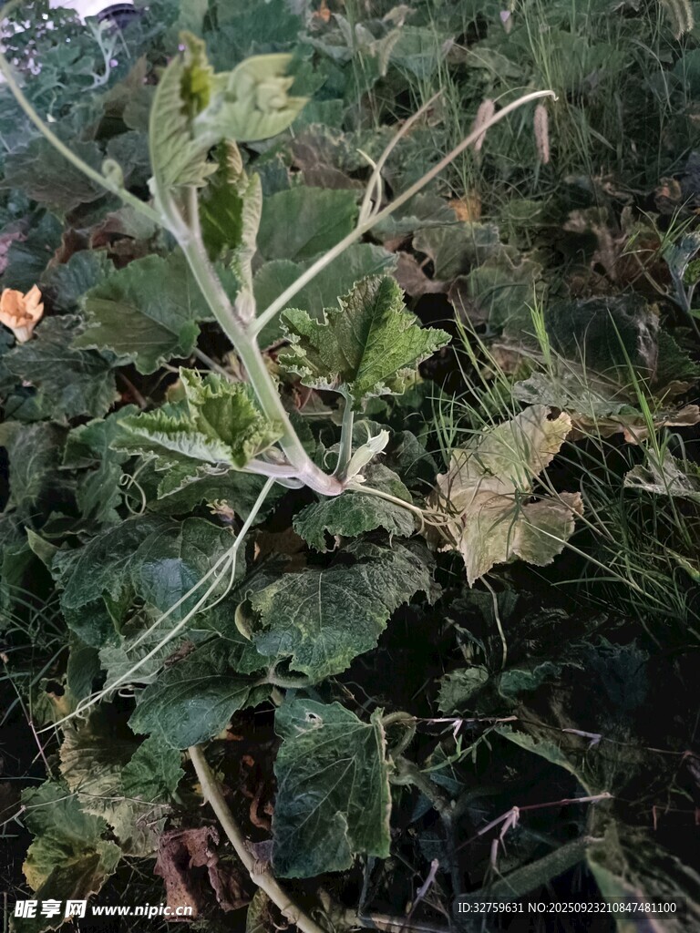 带刺植物特写