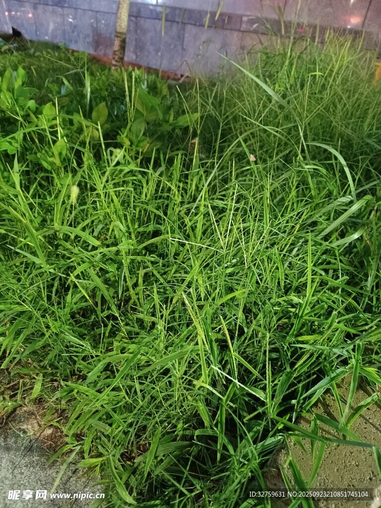墙边茂盛的绿色野草