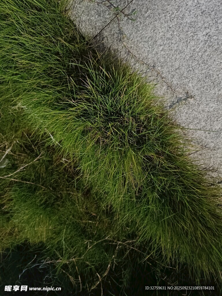 路边嫩绿草丛特写