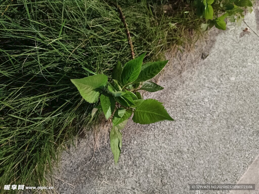 路边生长的翠绿植物
