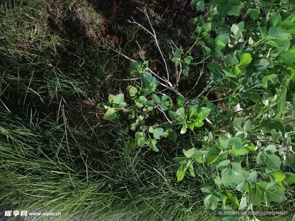 地面绿植与杂草景象