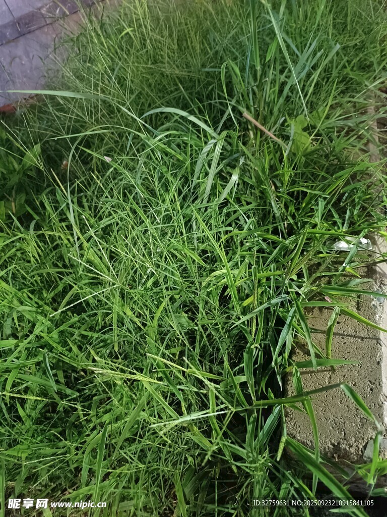 茂盛的绿色草丛