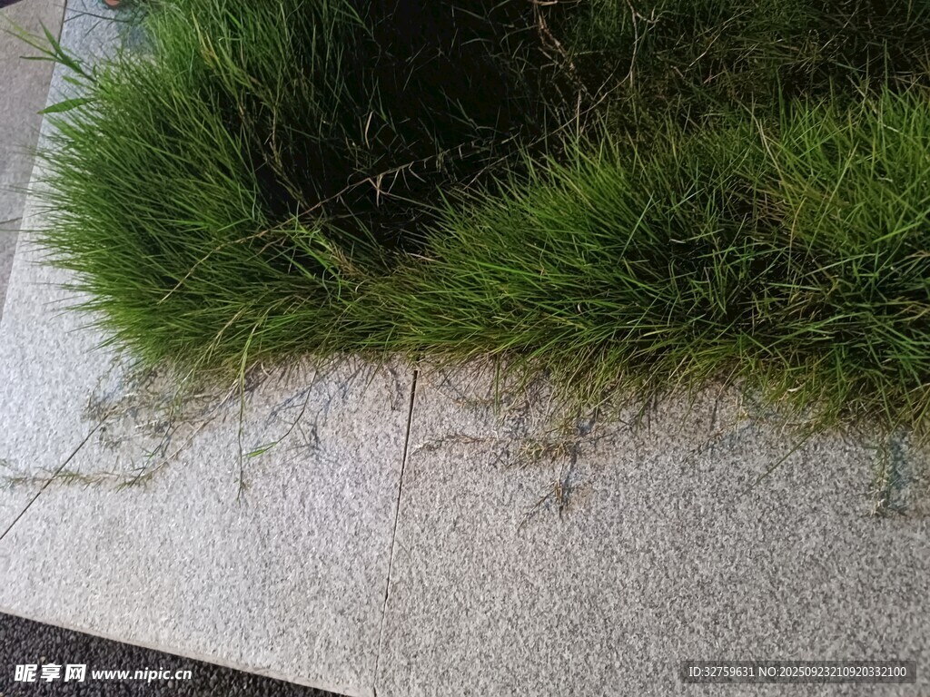 墙边生长的翠绿草丛