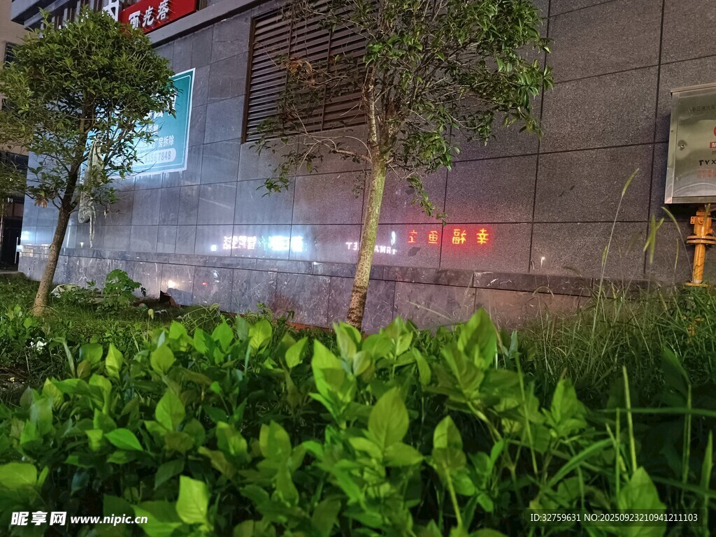 城市夜景中的绿植景观