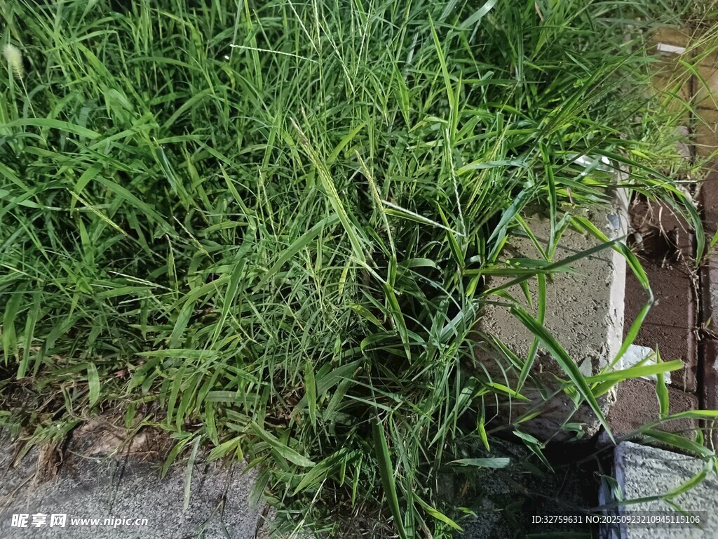 翠绿丛生的蓬勃野草
