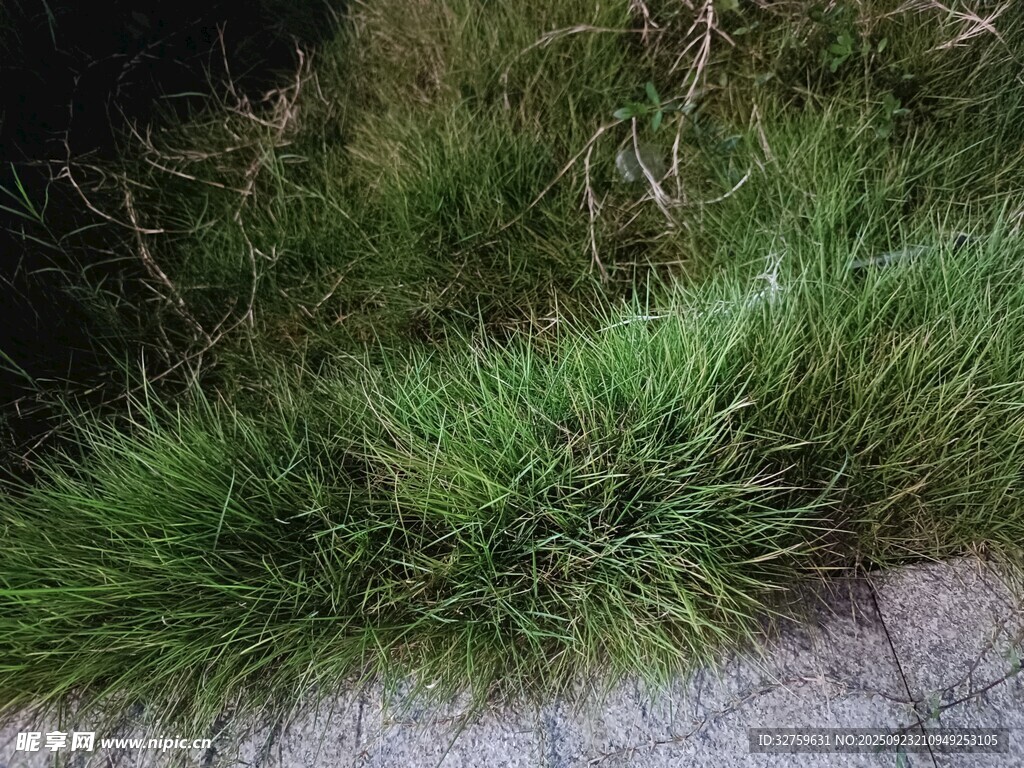 路边茂盛的绿色草丛