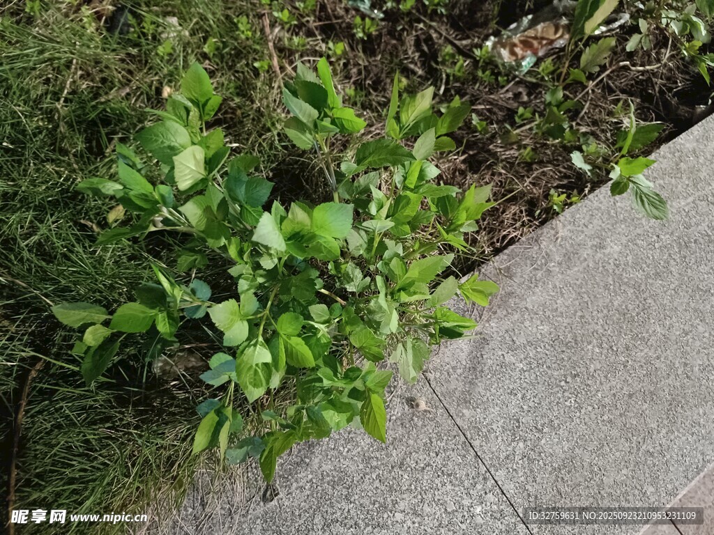 路边绿植蓬勃生长